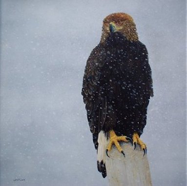 golden eagle. A juvenile Golden Eagle in the