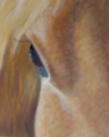 Mustang horse, acrylics on canvas