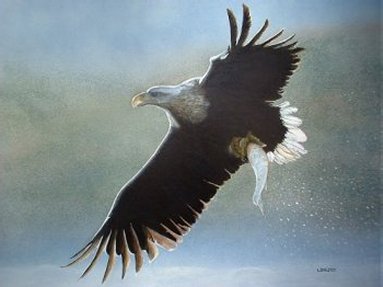 White tailed sea eagle, acrylics on board